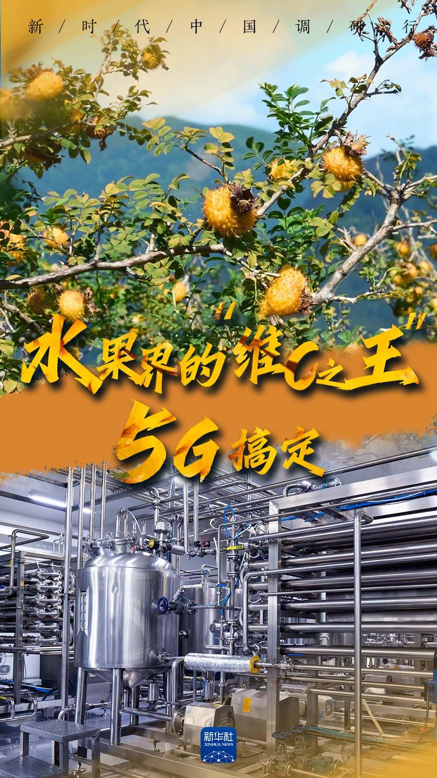 
杭州各大医院黄牛代挂号电话票贩子号贩子网上预约挂号,住院检查加快,新时代中国调研行之看区域·西部篇｜闻！水果界的“维C之王”，5G搞定