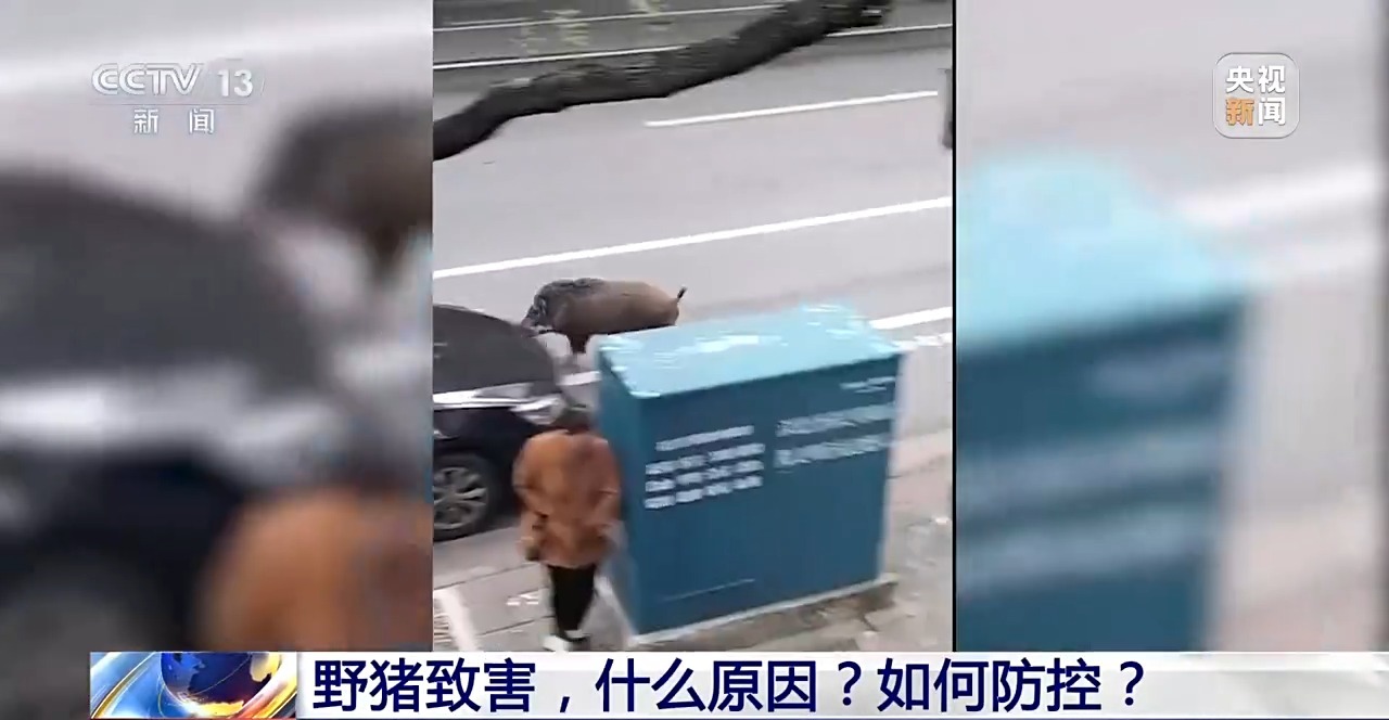 
首都医科大学附属儿童医院黄牛代挂号电话票贩子号贩子网上预约挂号,住院检查加快,新闻1+1丨26个省份存在野猪致害 科学防控有哪些方法思路