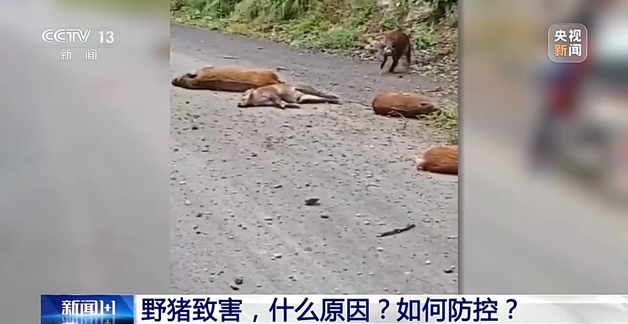 
首都医科大学附属儿童医院黄牛代挂号电话票贩子号贩子网上预约挂号,住院检查加快,新闻1+1丨26个省份存在野猪致害 科学防控有哪些方法思路