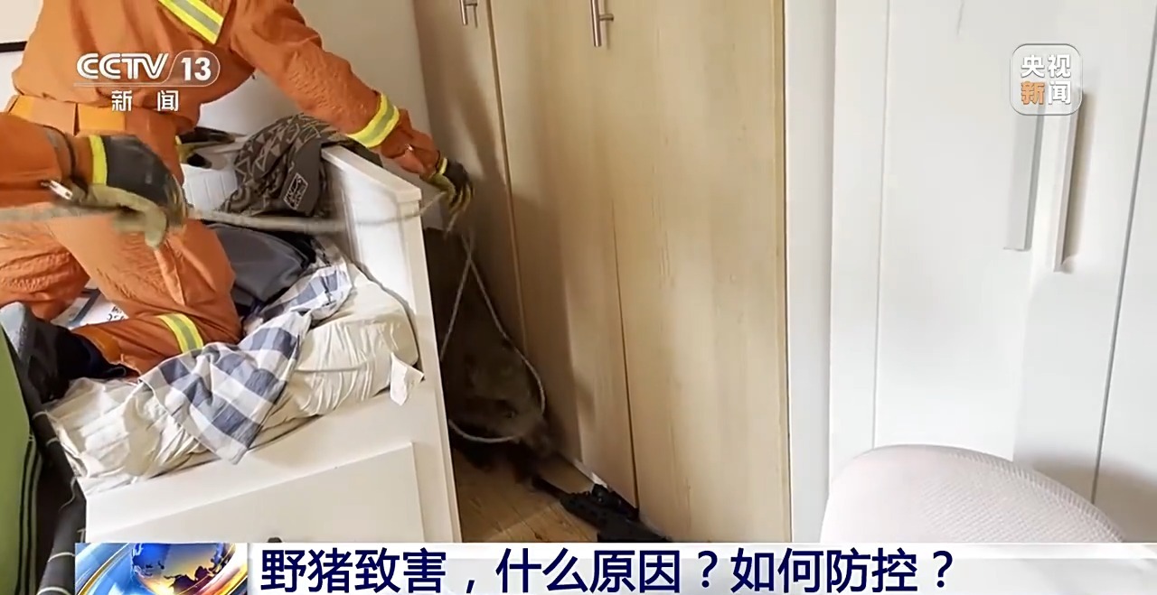 
首都医科大学附属儿童医院黄牛代挂号电话票贩子号贩子网上预约挂号,住院检查加快,新闻1+1丨26个省份存在野猪致害 科学防控有哪些方法思路