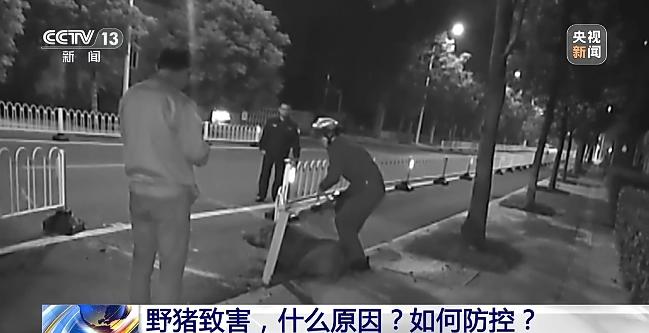 
首都医科大学附属儿童医院黄牛代挂号电话票贩子号贩子网上预约挂号,住院检查加快,新闻1+1丨26个省份存在野猪致害 科学防控有哪些方法思路