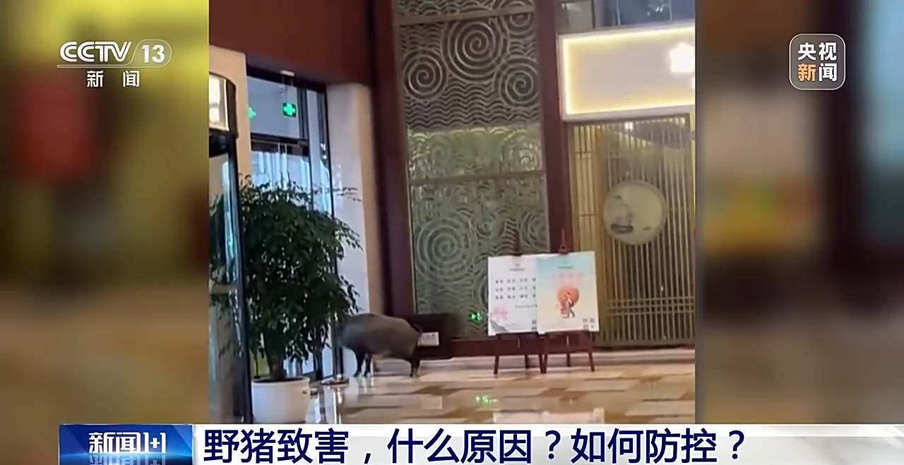 
首都医科大学附属儿童医院黄牛代挂号电话票贩子号贩子网上预约挂号,住院检查加快,新闻1+1丨26个省份存在野猪致害 科学防控有哪些方法思路