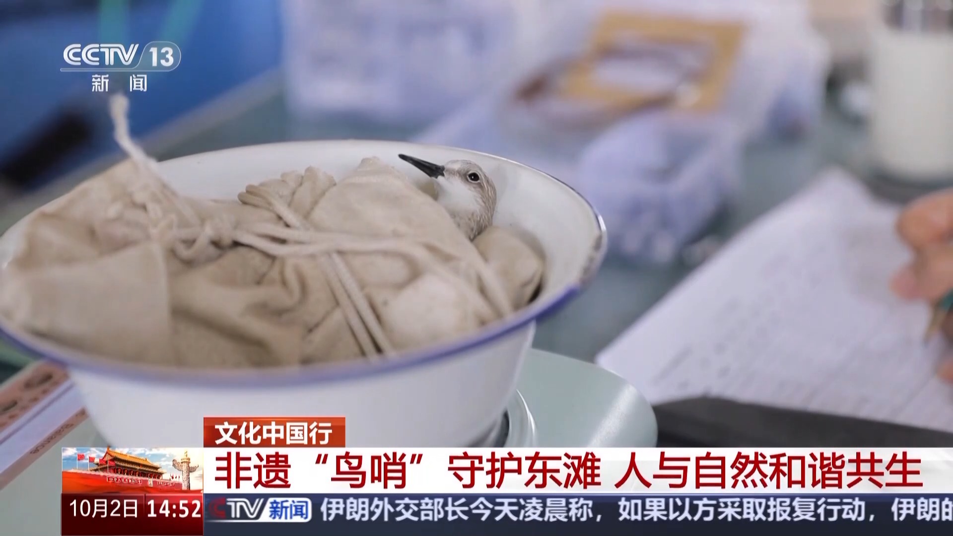 
首都医科大学附属天坛医院黄牛代挂号电话票贩子号贩子网上预约挂号,住院检查加快,文化中国行丨捕鸟人→护鸟人 他用非遗鸟哨守护东滩