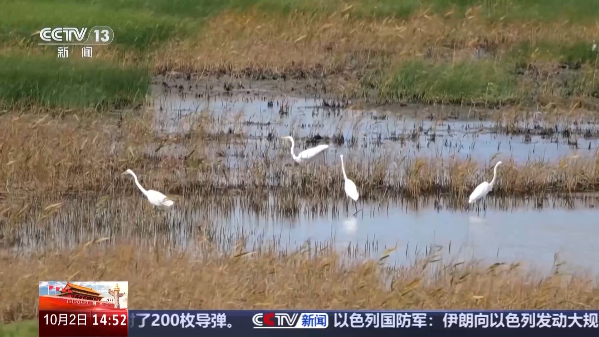 
首都医科大学附属天坛医院黄牛代挂号电话票贩子号贩子网上预约挂号,住院检查加快,文化中国行丨捕鸟人→护鸟人 他用非遗鸟哨守护东滩