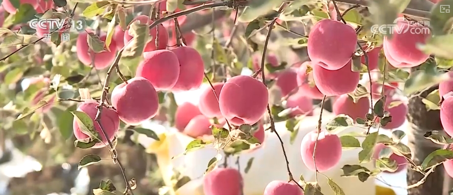 
北京广安门中医院黄牛代挂号电话票贩子号贩子网上预约挂号,住院检查加快,追梦七十五载 中国人饭碗装满丰盛的中国味道