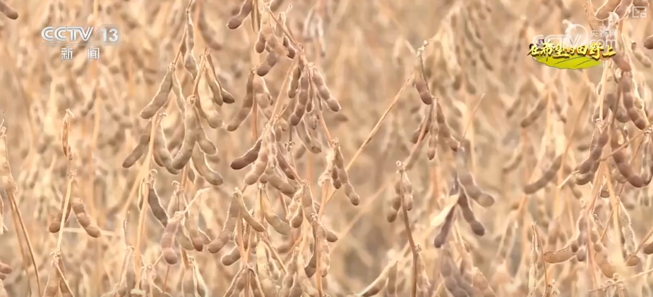 
北京空军总医院黄牛代挂号电话票贩子号贩子网上预约挂号,住院检查加快,果香四溢、禾谷满仓 希望的田野上绘就丰收画卷