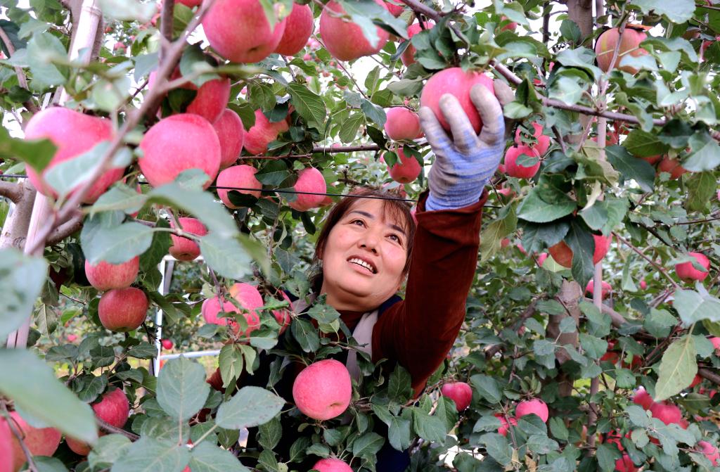 
上海儿科医院黄牛代挂号电话票贩子号贩子网上预约挂号,住院检查加快,新时代中国调研行之看区域·西部篇丨这里的土地连着世界的“餐桌”——西北地区特色农产业发展观察