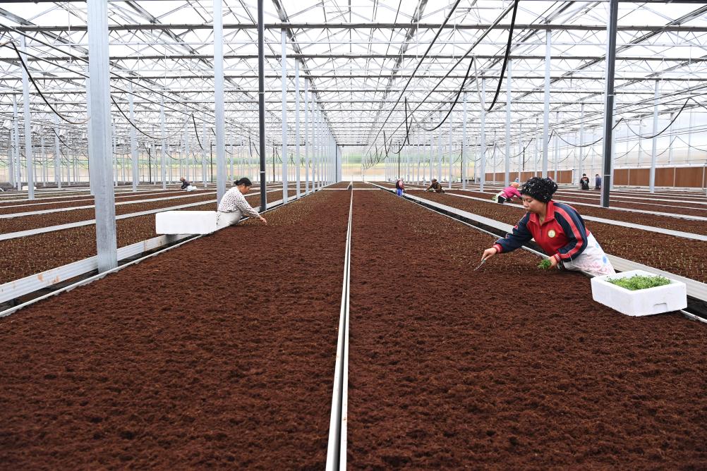 
上海儿科医院黄牛代挂号电话票贩子号贩子网上预约挂号,住院检查加快,新时代中国调研行之看区域·西部篇丨这里的土地连着世界的“餐桌”——西北地区特色农产业发展观察