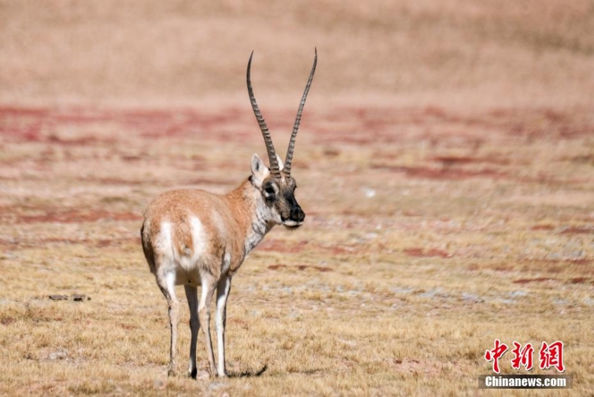 天津眼科医院黄牛代挂号电话票贩子号贩子网上预约挂号,住院检查加快,探访西藏羌塘草原:藏羚羊等野生动物悠闲觅食
