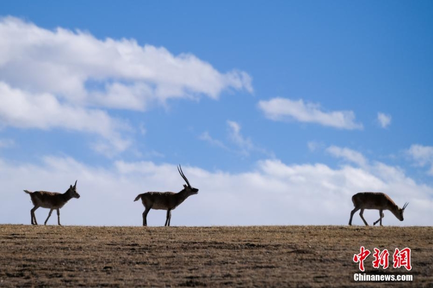 天津眼科医院黄牛代挂号电话票贩子号贩子网上预约挂号,住院检查加快,探访西藏羌塘草原:藏羚羊等野生动物悠闲觅食