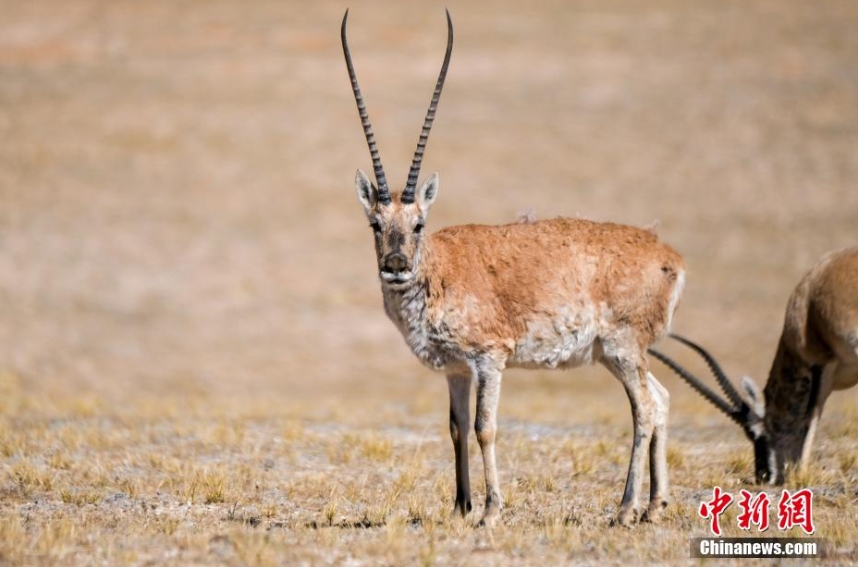 天津眼科医院黄牛代挂号电话票贩子号贩子网上预约挂号,住院检查加快,探访西藏羌塘草原:藏羚羊等野生动物悠闲觅食