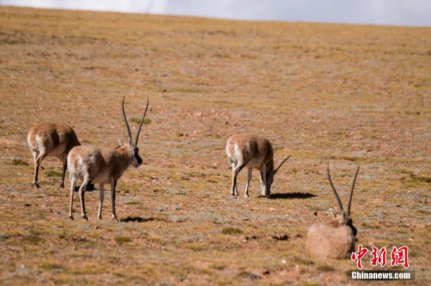 天津眼科医院黄牛代挂号电话票贩子号贩子网上预约挂号,住院检查加快,探访西藏羌塘草原:藏羚羊等野生动物悠闲觅食