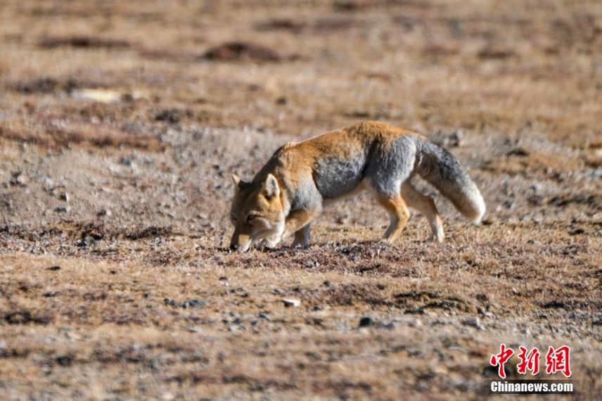 天津眼科医院黄牛代挂号电话票贩子号贩子网上预约挂号,住院检查加快,探访西藏羌塘草原:藏羚羊等野生动物悠闲觅食