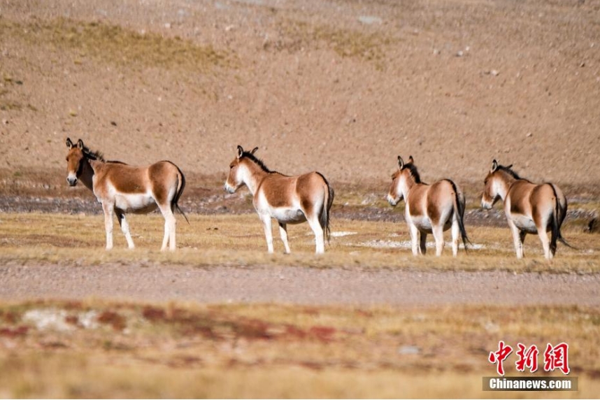天津眼科医院黄牛代挂号电话票贩子号贩子网上预约挂号,住院检查加快,探访西藏羌塘草原:藏羚羊等野生动物悠闲觅食
