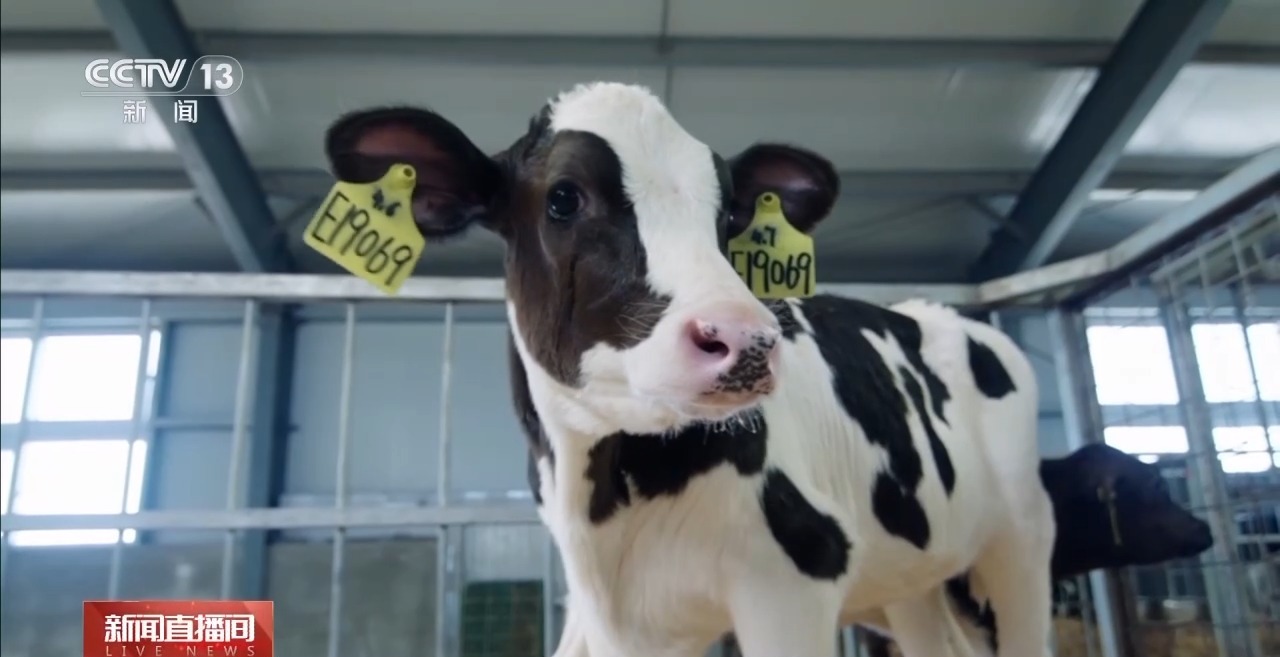 
江苏省第二中医院黄牛代挂号电话票贩子号贩子网上预约挂号,住院检查加快,“好奶牛”如何产出好牛奶？一起探秘兵团牧场