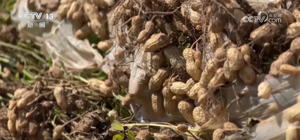 
天津血液研究所黄牛代挂号电话票贩子号贩子网上预约挂号,住院检查加快,“三秋”生产进展顺利 “新技术+新品种”助力乡村好“丰”景