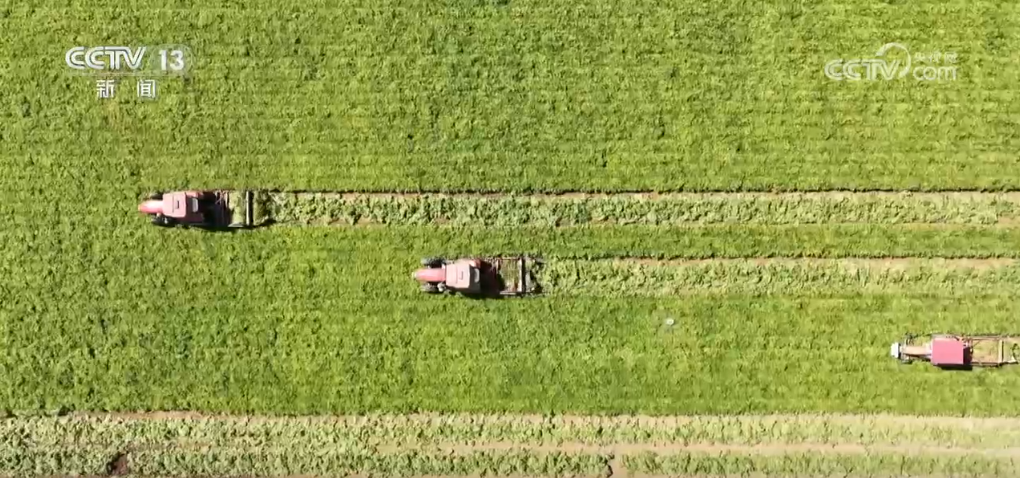 
天津血液研究所黄牛代挂号电话票贩子号贩子网上预约挂号,住院检查加快,“三秋”生产进展顺利 “新技术+新品种”助力乡村好“丰”景