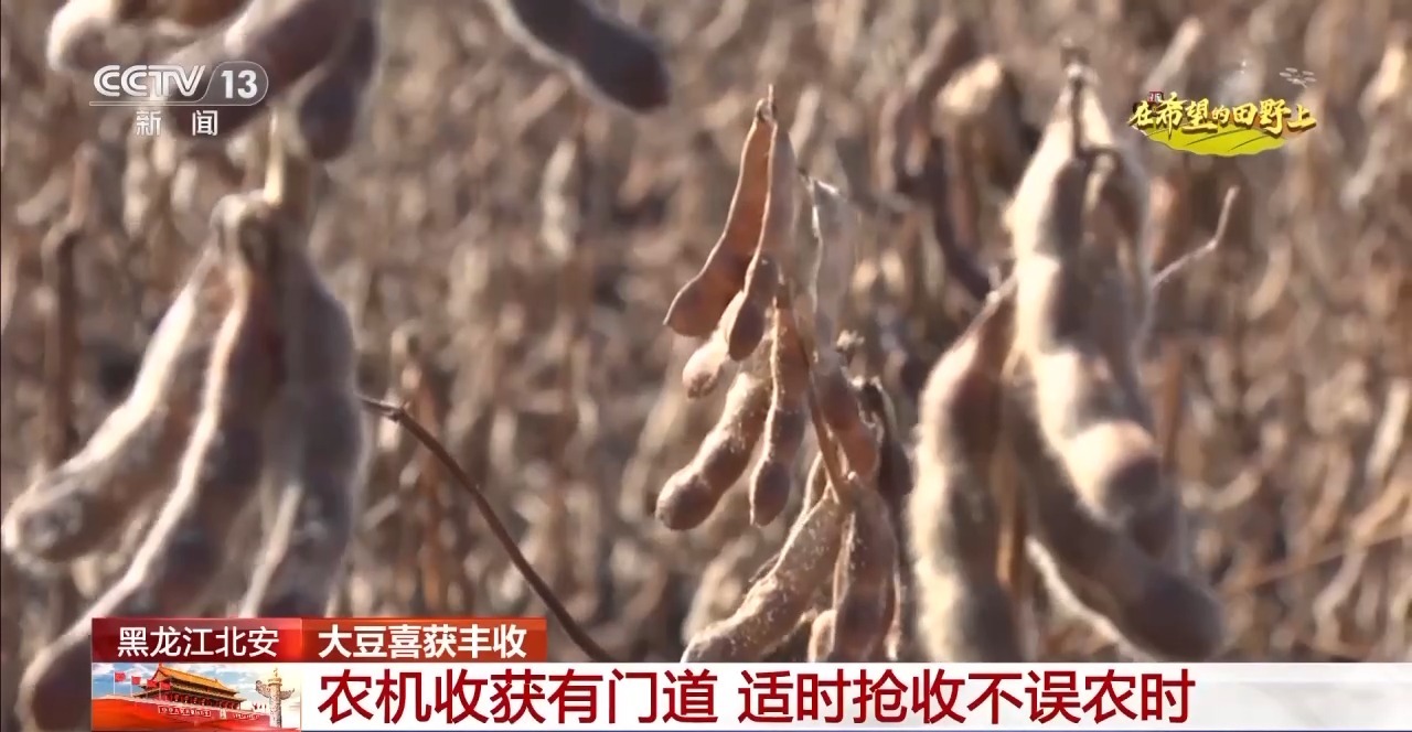 
北京大学第三医院黄牛代挂号电话票贩子号贩子网上预约挂号,住院检查加快,全国秋收近四成！闲不住，丰收季根本停不下来