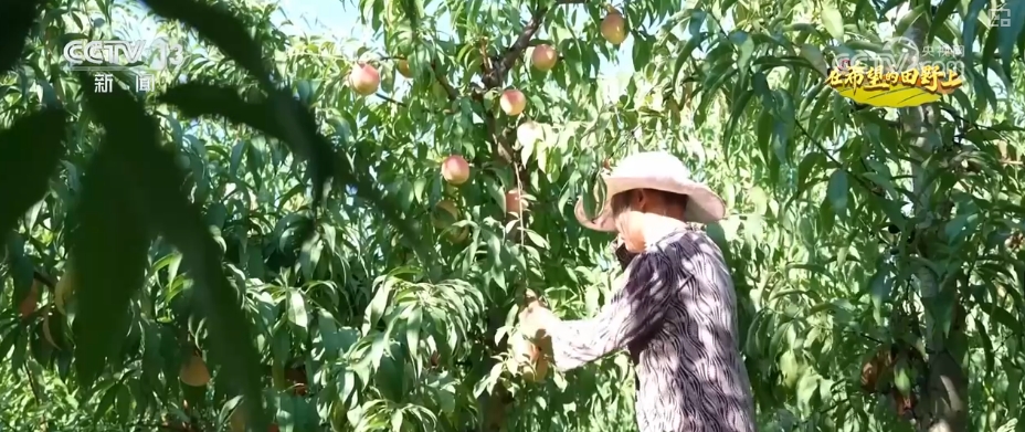 
上海肿瘤医院黄牛代挂号电话票贩子号贩子网上预约挂号,住院检查加快,金黄稻浪、瓜果飘香 广袤田野上绘就绚烂丰收画卷