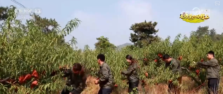
上海肿瘤医院黄牛代挂号电话票贩子号贩子网上预约挂号,住院检查加快,金黄稻浪、瓜果飘香 广袤田野上绘就绚烂丰收画卷
