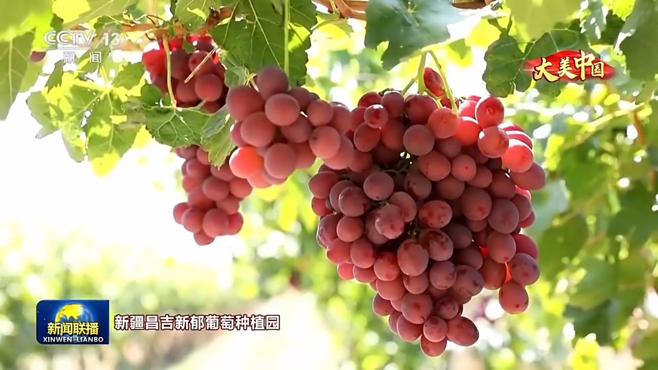 
北京肿瘤医院黄牛代挂号电话票贩子号贩子网上预约挂号,住院检查加快,文化中国行丨岁物丰成 一览神州大地的丰收好图景