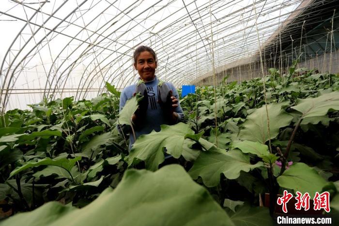 
广东省中医院黄牛代挂号电话票贩子号贩子网上预约挂号,住院检查加快,新疆和田：日光温棚蹚出致富路