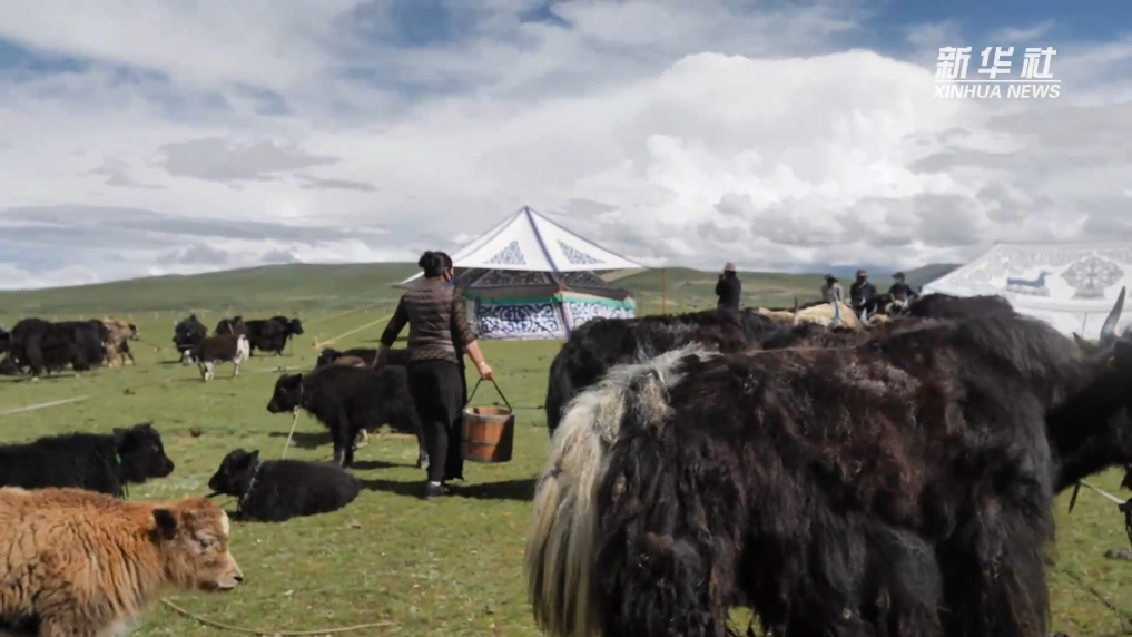 
成都华西医院黄牛代挂号电话票贩子号贩子网上预约挂号,住院检查加快,新时代中国调研行之看区域·西部篇｜高原牧场的“新牧民”