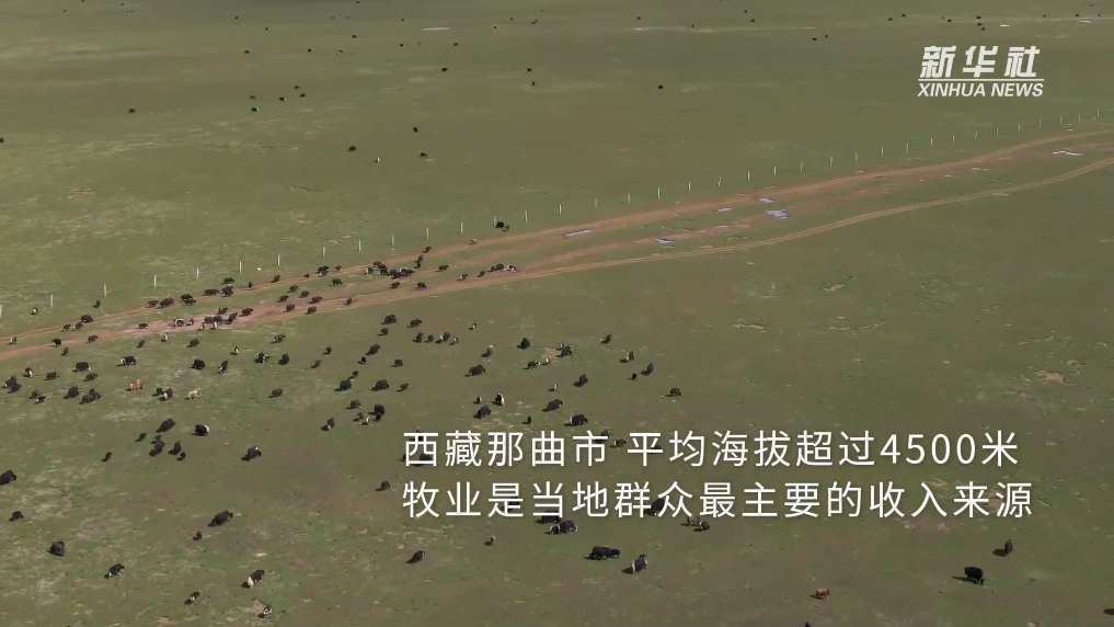 
成都华西医院黄牛代挂号电话票贩子号贩子网上预约挂号,住院检查加快,新时代中国调研行之看区域·西部篇｜高原牧场的“新牧民”