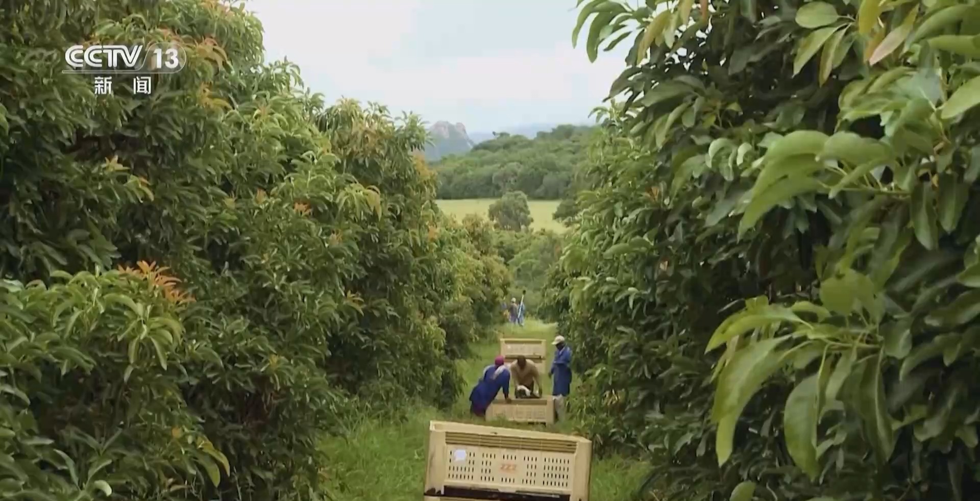 
北京积水潭医院黄牛代挂号电话票贩子号贩子网上预约挂号,住院检查加快,新闻周刊丨80元1个→36.9元8个 来进博会实现牛油果“自由”