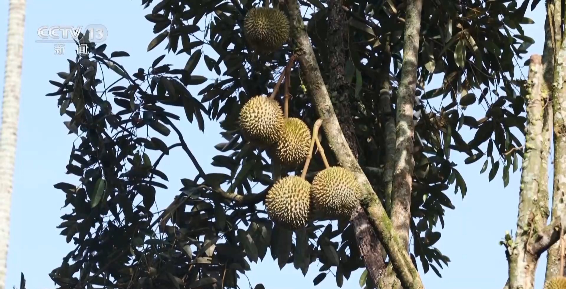 
北京积水潭医院黄牛代挂号电话票贩子号贩子网上预约挂号,住院检查加快,新闻周刊丨80元1个→36.9元8个 来进博会实现牛油果“自由”