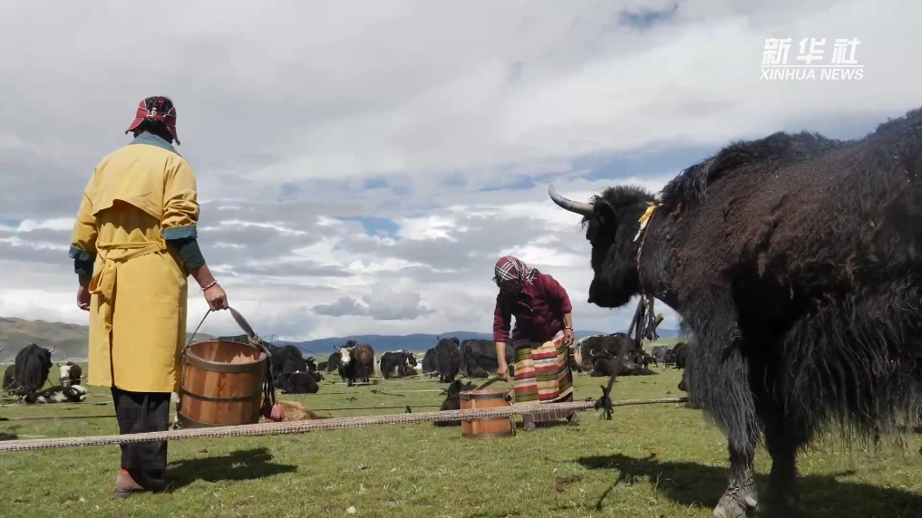 
成都华西医院黄牛代挂号电话票贩子号贩子网上预约挂号,住院检查加快,新时代中国调研行之看区域·西部篇｜高原牧场的“新牧民”