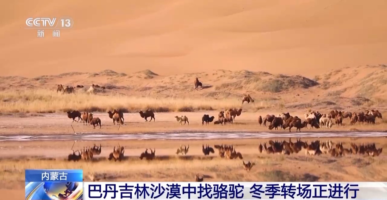 
首都医科大学附属北京口腔医院黄牛代挂号电话票贩子号贩子网上预约挂号,住院检查加快,在沙漠找骆驼是种怎样的体验？牧民：请看VCR