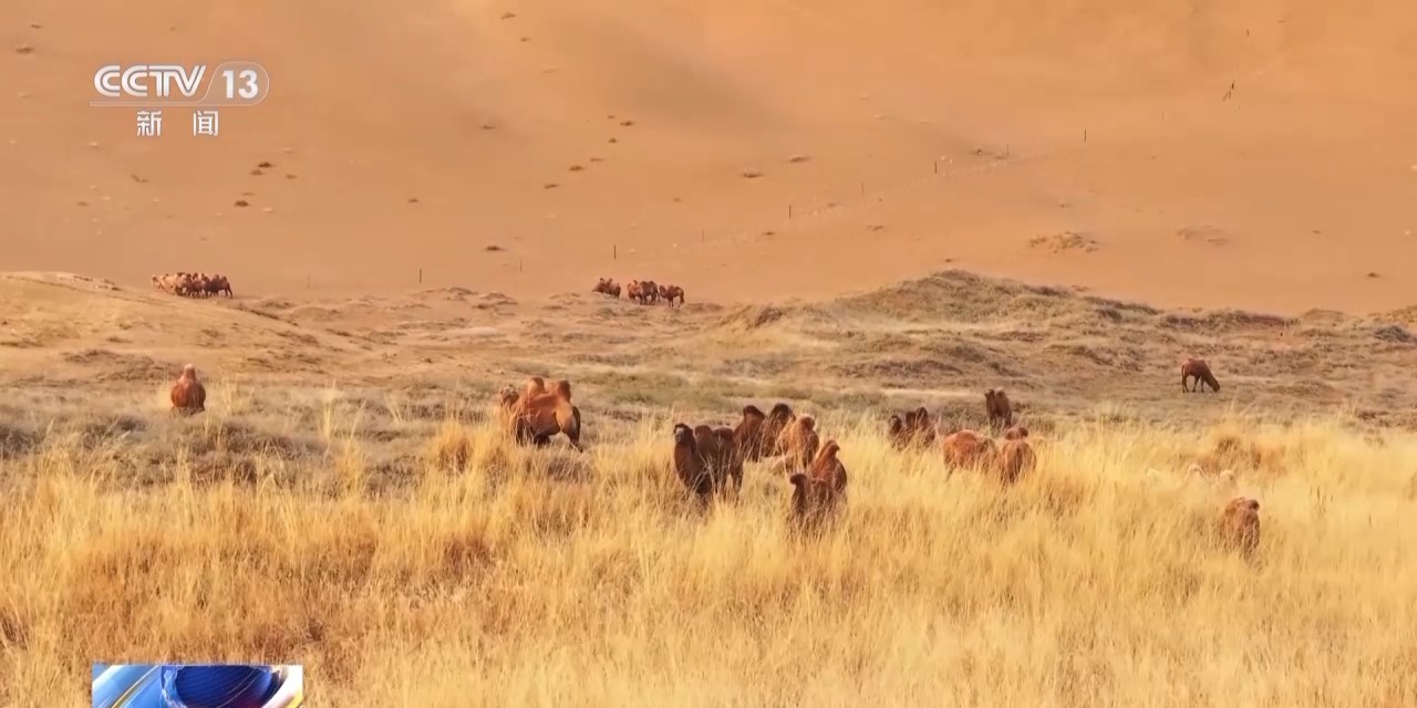 
首都医科大学附属北京口腔医院黄牛代挂号电话票贩子号贩子网上预约挂号,住院检查加快,在沙漠找骆驼是种怎样的体验？牧民：请看VCR