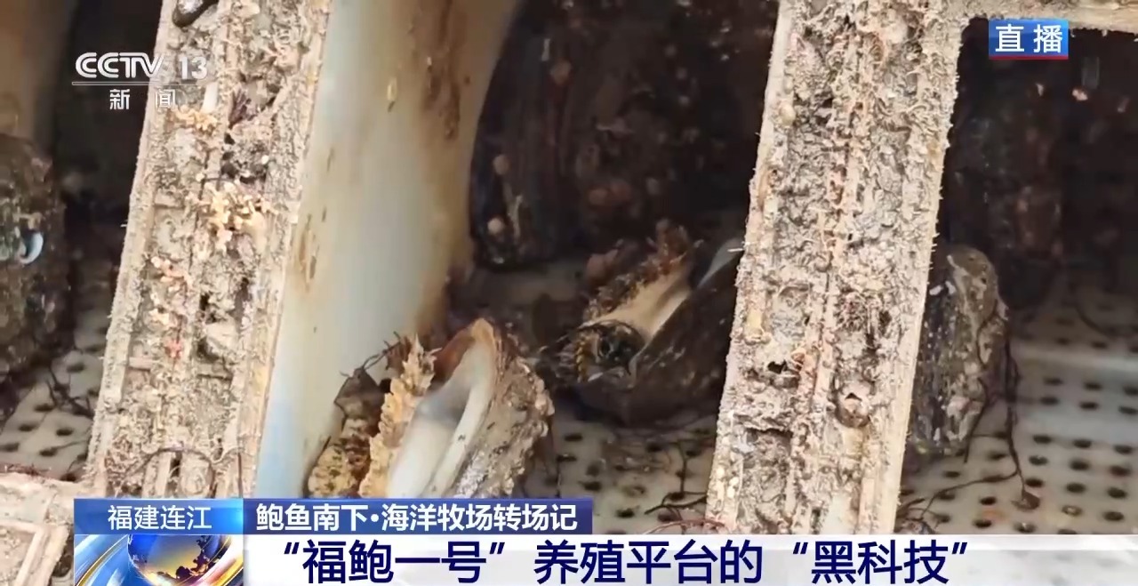 
广州口腔医院黄牛代挂号电话票贩子号贩子网上预约挂号,住院检查加快,鲍鱼也要“走南闯北”越冬避暑？揭秘小鲍鱼的“候鸟式”养殖