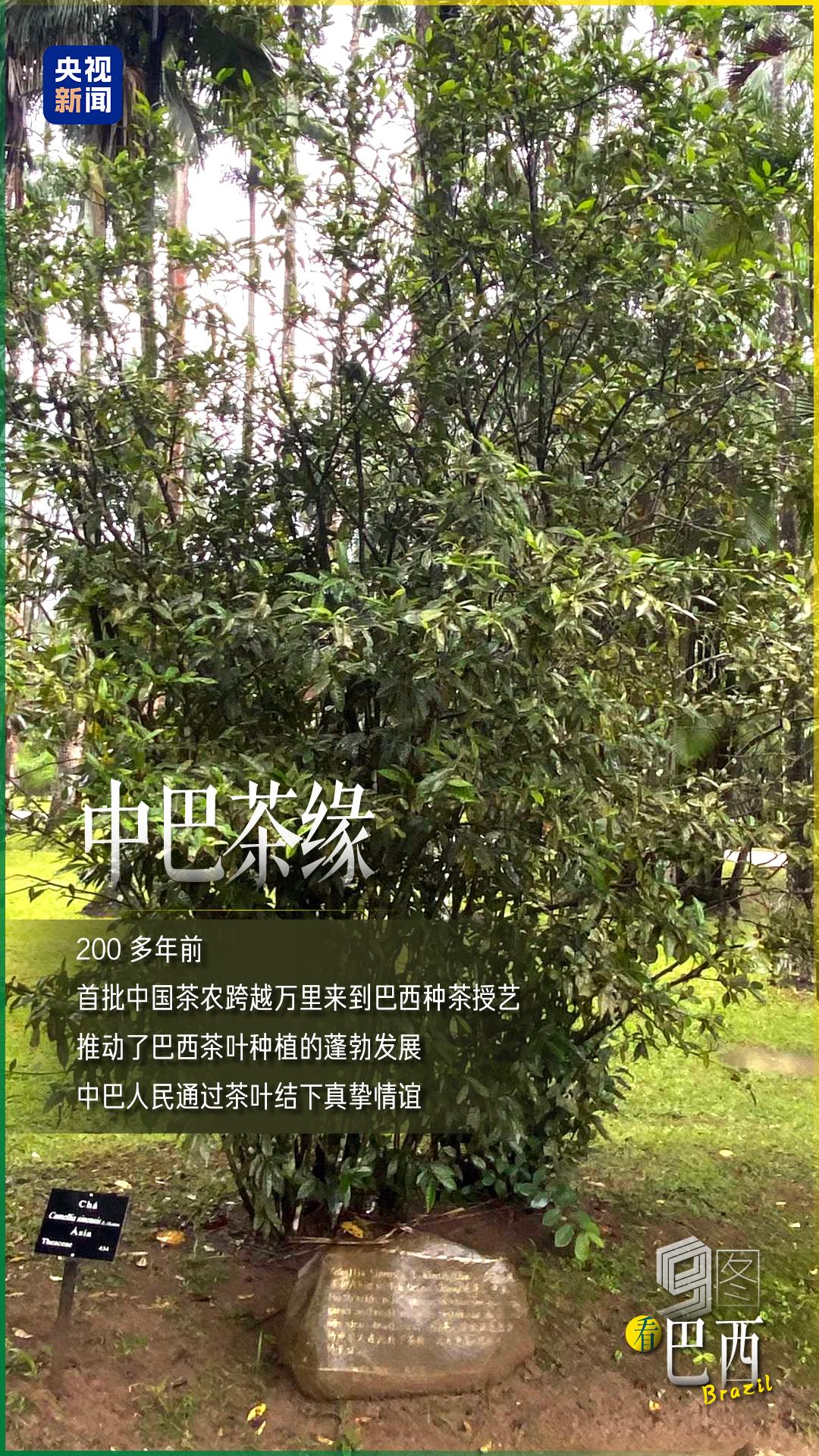 
北京大学第三医院黄牛代挂号电话票贩子号贩子网上预约挂号,住院检查加快,跟着习主席看世界 | 9图看巴西