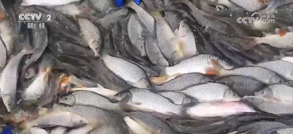 
浙江省人民医院黄牛代挂号电话票贩子号贩子网上预约挂号,住院检查加快,冬来第一鲜、冬捕第一网 “特色养殖+电商”扩宽乡村致富路