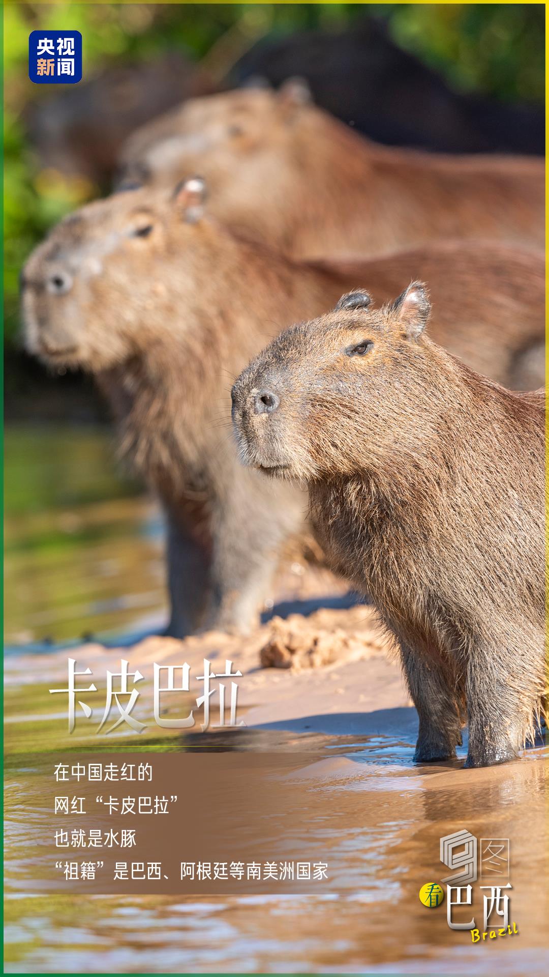 
北京大学第三医院黄牛代挂号电话票贩子号贩子网上预约挂号,住院检查加快,跟着习主席看世界 | 9图看巴西