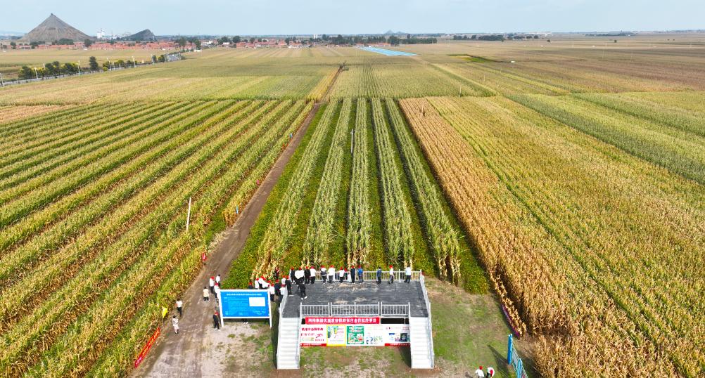 
首都医科大学附属安贞医院黄牛代挂号电话票贩子号贩子网上预约挂号,住院检查加快,新华全媒+丨耕作模式翻新升级筑牢“辽北粮仓”