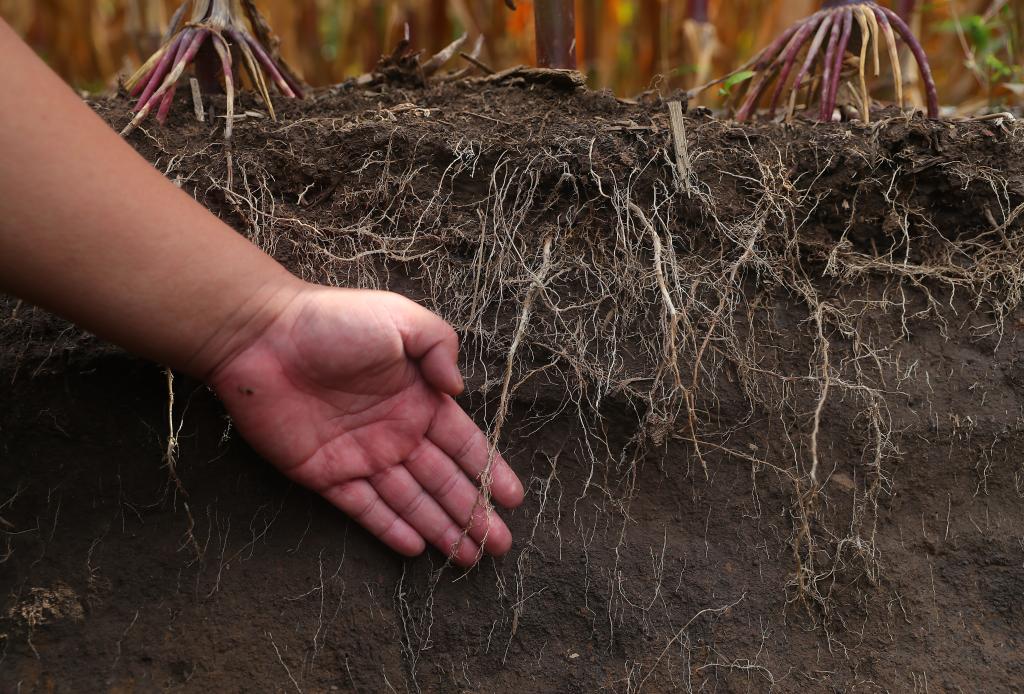 
首都医科大学附属安贞医院黄牛代挂号电话票贩子号贩子网上预约挂号,住院检查加快,新华全媒+丨耕作模式翻新升级筑牢“辽北粮仓”