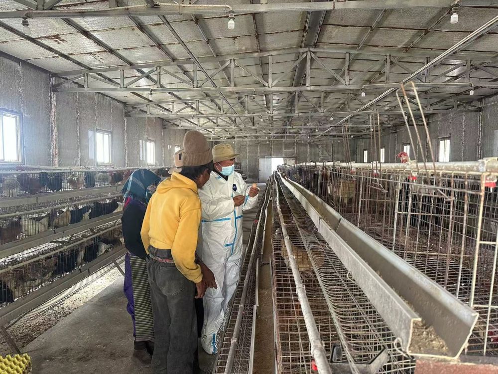 
北京301医院黄牛代挂号电话票贩子号贩子网上预约挂号,住院检查加快,西藏尼木：科学藏鸡养殖助力乡村振兴