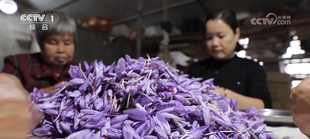 长沙湘雅医院黄牛代挂号电话票贩子号贩子网上预约挂号,住院检查加快,各类果蔬硕果累累助农增收致富 掀起冬日多彩“丰收潮”