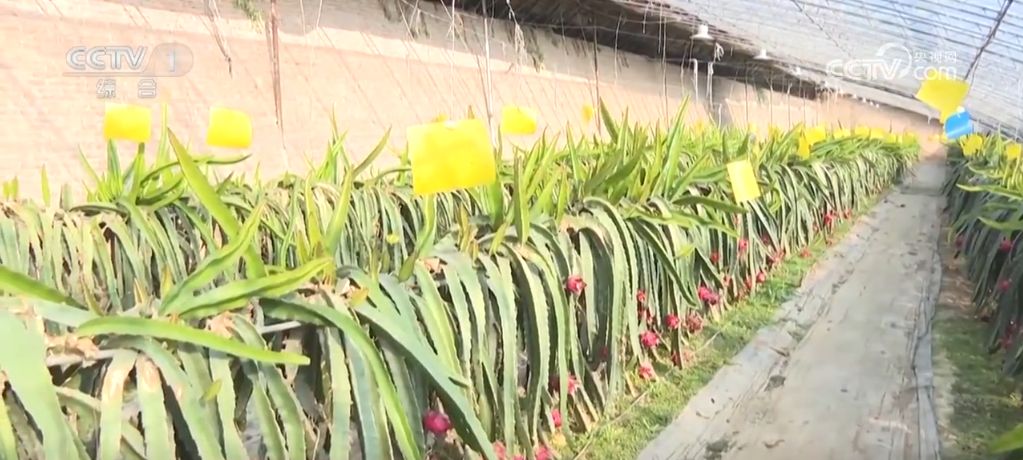 长沙湘雅医院黄牛代挂号电话票贩子号贩子网上预约挂号,住院检查加快,各类果蔬硕果累累助农增收致富 掀起冬日多彩“丰收潮”