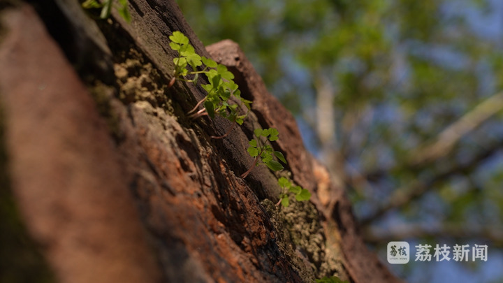 
长春吉大一院黄牛代挂号电话票贩子号贩子网上预约挂号,住院检查加快,暧暧远人村 | 常州郑陆焦溪村：黄石半墙烟火水乡 千年古村的别样诗情