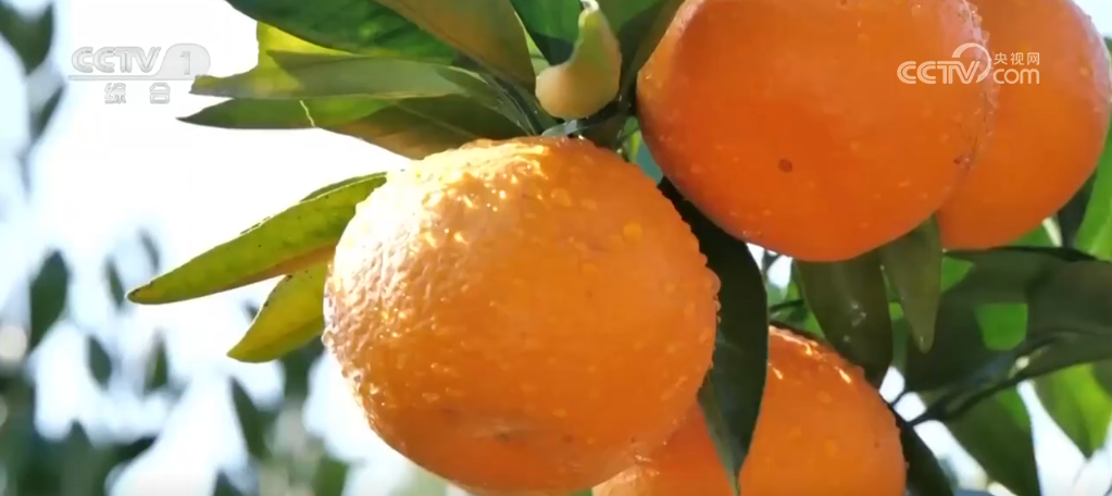 长沙湘雅医院黄牛代挂号电话票贩子号贩子网上预约挂号,住院检查加快,各类果蔬硕果累累助农增收致富 掀起冬日多彩“丰收潮”