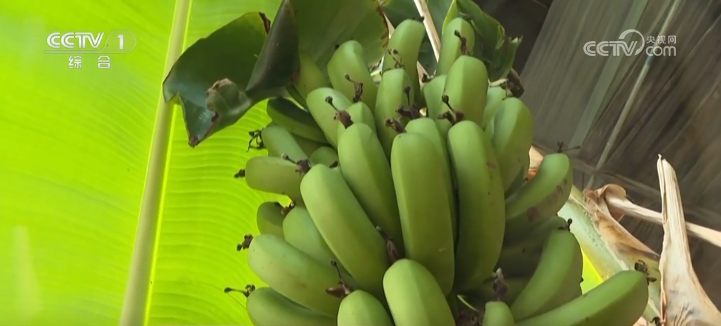 长沙湘雅医院黄牛代挂号电话票贩子号贩子网上预约挂号,住院检查加快,各类果蔬硕果累累助农增收致富 掀起冬日多彩“丰收潮”