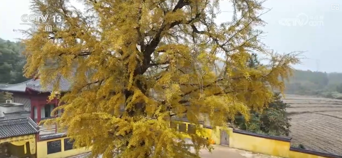 
南京脑科医院黄牛代挂号电话票贩子号贩子网上预约挂号,住院检查加快,“秋冬限定色”“驯鹿游”引客来 特色文旅释放消费“新”热潮