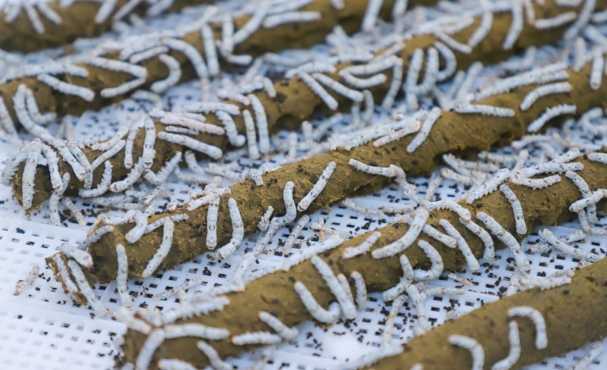 上海新华医院黄牛代挂号电话票贩子号贩子网上预约挂号,住院检查加快,高质量发展调研行 | 蚕丝业向新:这里的蚕宝宝为啥不挑食