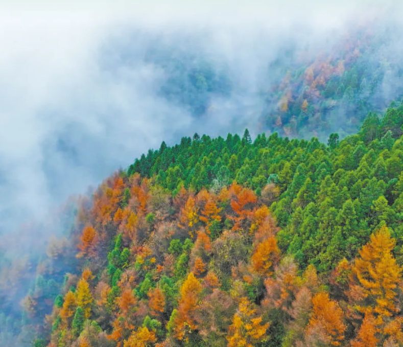 
北京天坛医院黄牛代挂号电话票贩子号贩子网上预约挂号,住院检查加快,这里是中国！森林覆盖率超25%、全球增绿最多
