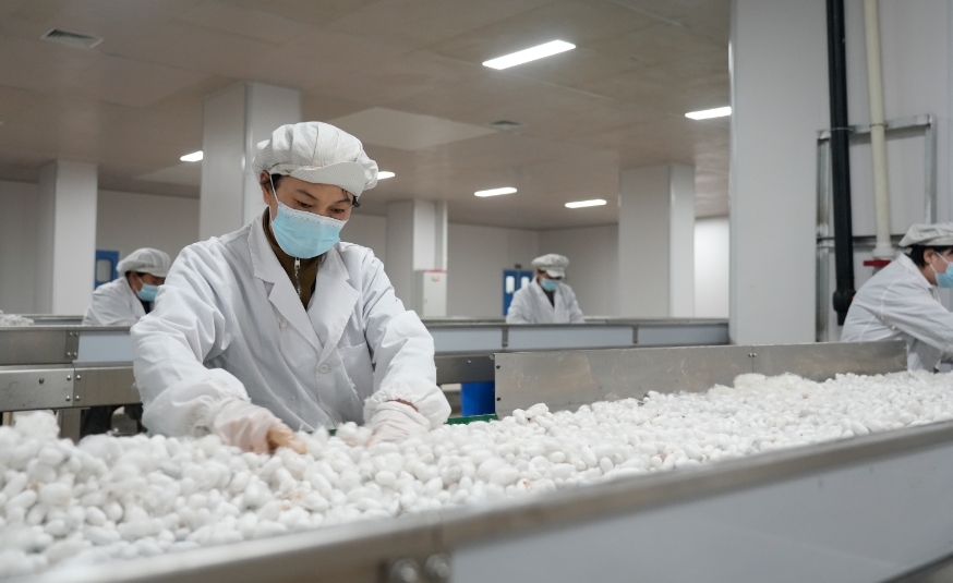 上海新华医院黄牛代挂号电话票贩子号贩子网上预约挂号,住院检查加快,高质量发展调研行 | 蚕丝业向新:这里的蚕宝宝为啥不挑食