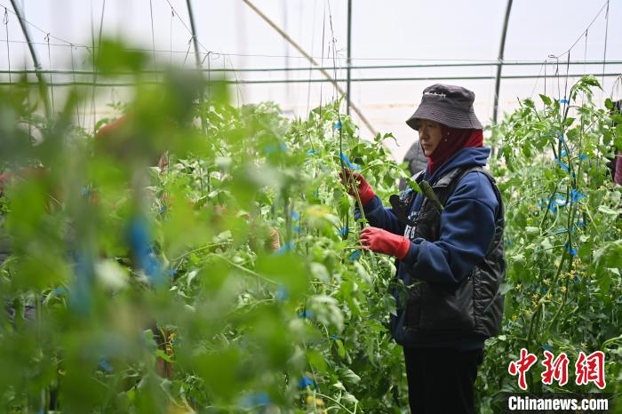 
上海新华医院黄牛代挂号电话票贩子号贩子网上预约挂号,住院检查加快,（走进中国乡村）积石山新农人的“活力密码”